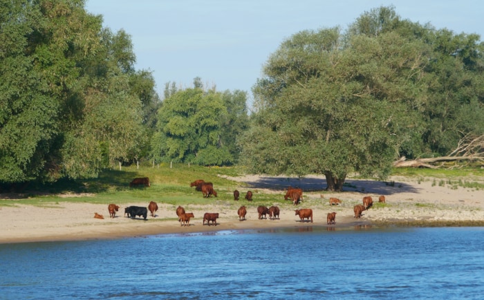Kühe am Ufer der Waal. &copy; ReiseInsider