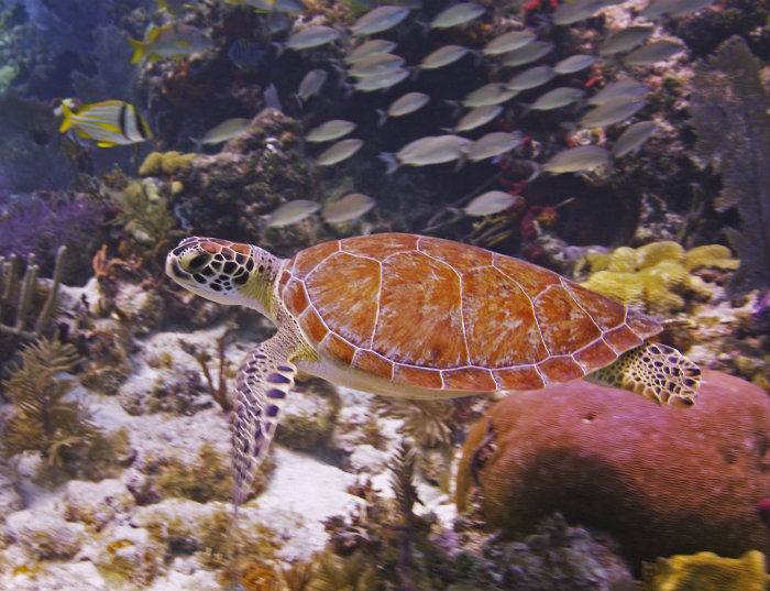 John Pennekamp National Coral Reef State Park &copy; Florida Keys News Bureau