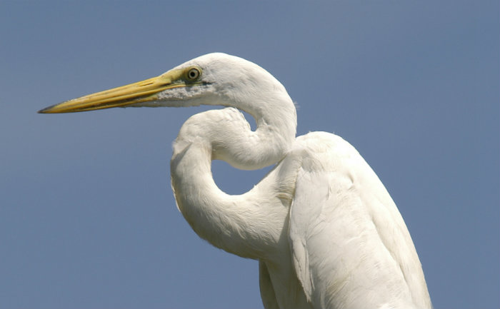 Weisser Reiher - Key Largo © Florida Keys News Bureau Weisser Reiher - Key Largo © Florida Keys News Bureau