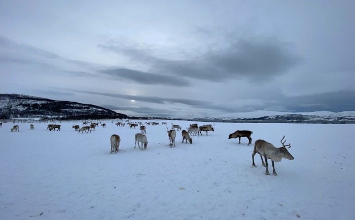 Rentiere werden nicht nur vom Weihnachtsmann - der in Rovaniemi daheim sein soll - geschätzt. &copy; 