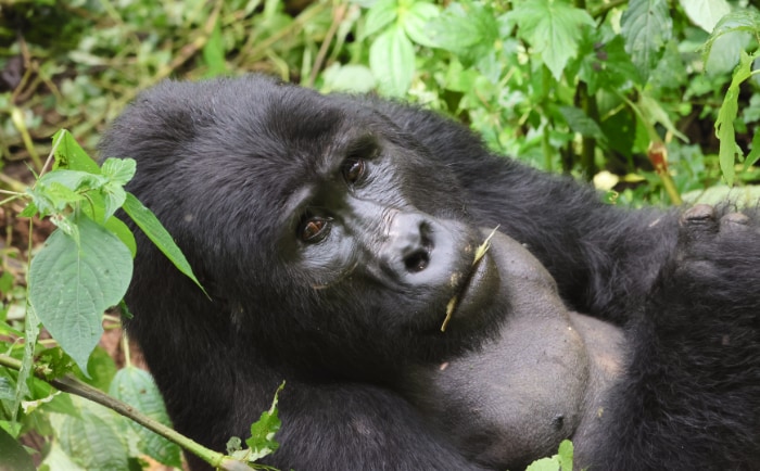 In Uganda gibt es Berggorillas - und noch viel mehr. &copy; ReiseInsider