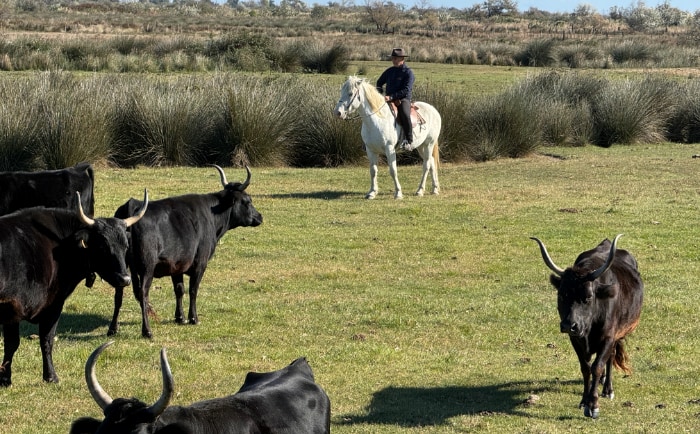 Die Camargue ist für ihre Rinder und Pferde bekannt. © ReiseInsider Die Camargue ist für ihre Rinder und Pferde bekannt. © ReiseInsider