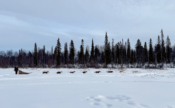 Auch Huskies gehören im hohen Norden zum Alltag. &copy; ReiseInsider