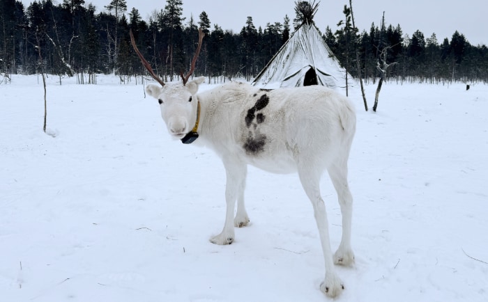 Rentiere sind rund um Ivalo ebenfalls nicht ungewöhnlich. &copy; ReiseInsider