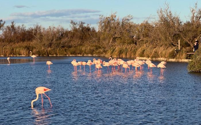 Flamingos in der Camargue. &copy; ReiseInsider
