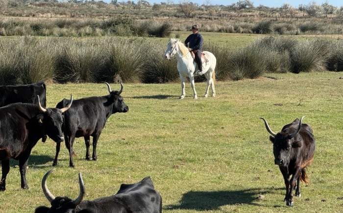 Rinder und Pferde auf einer Farm in der Camargue. &copy; ReiseInsider