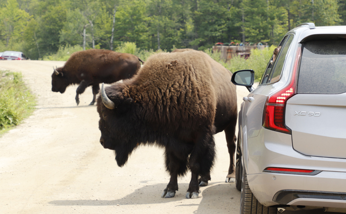 Ein unvergessliches Erlebnis im Parc Omega. © Martin Dichler Ein unvergessliches Erlebnis im Parc Omega. © Martin Dichler
