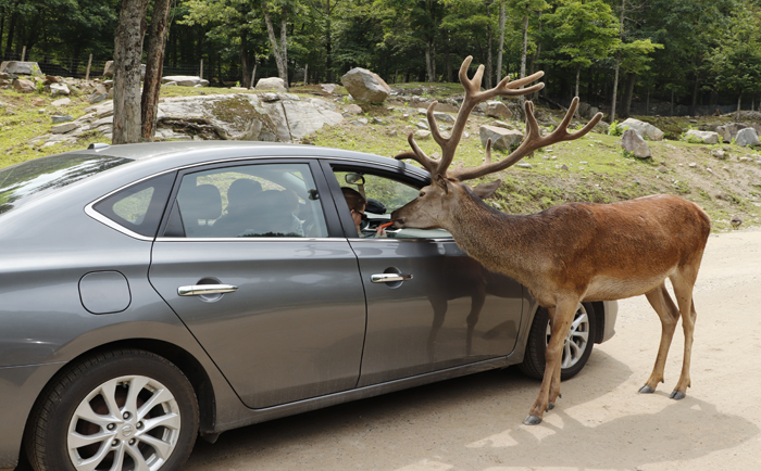 Hautnahes Ergebnis im Park Omega zwischen Montreal und Ottawa. © Martin Dichler Hautnahes Ergebnis im Park Omega zwischen Montreal und Ottawa. © Martin Dichler