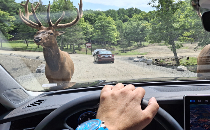 Mit dem Auto durch den Tierpark Omega. © Martin Dichler Mit dem Auto durch den Tierpark Omega. © Martin Dichler
